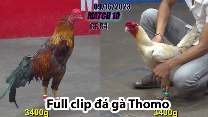 CPC4- TRẬN 19| đá gà Thomo | 09/16/2023