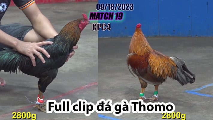 CPC4- TRẬN 19 | đá gà Thomo | 09/18/2023