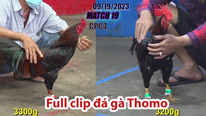 CPC4- TRẬN 19 | đá gà Thomo | 09/19/2023