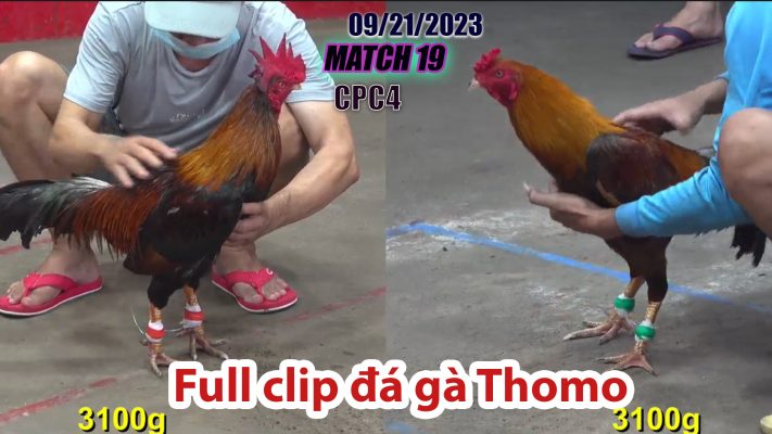 CPC4- TRẬN 19 | đá gà Thomo | 09/21/2023