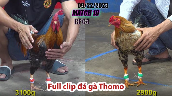 CPC4- TRẬN 19 | đá gà Thomo | 09/22/2023