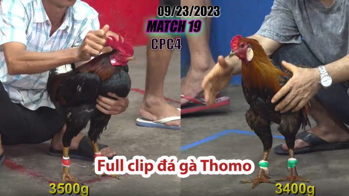 CPC4- TRẬN19 | đá gà Thomo | 09/23/2023