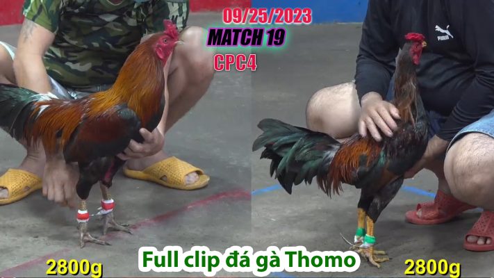 CPC4- TRẬN 19 | đá gà Thomo | 09/25/2023