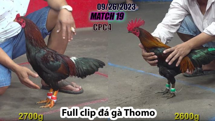 CPC4- TRẬN 19 | đá gà Thomo | 09/26/2023