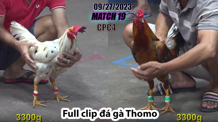 CPC4- TRẬN 19 | đá gà Thomo | 09/27/2023