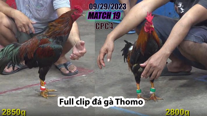 CPC4- TRẬN 19 | đá gà Thomo | 09/29/2023