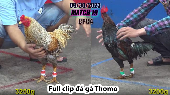 CPC4- TRẬN 19| đá gà Thomo | 09/30/2023