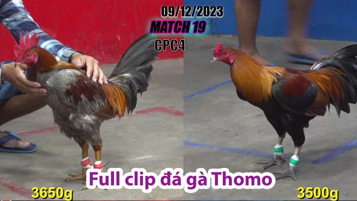 CPC4- TRẬN 19 | đá gà Thomo | 09/12/2023