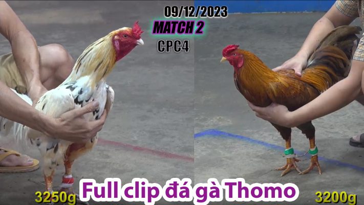 CPC4- TRẬN 2| đá gà Thomo | 09/12/2023