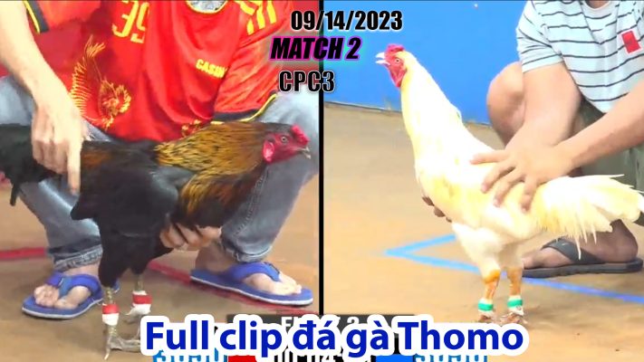 CPC3- TRẬN 2| đá gà Thomo | 09/14/2023