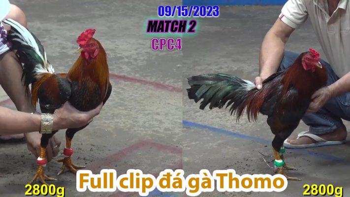 CPC4- TRẬN 2| đá gà Thomo | 09/15/2023