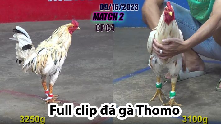 CPC4- TRẬN 2| đá gà Thomo | 09/16/2023