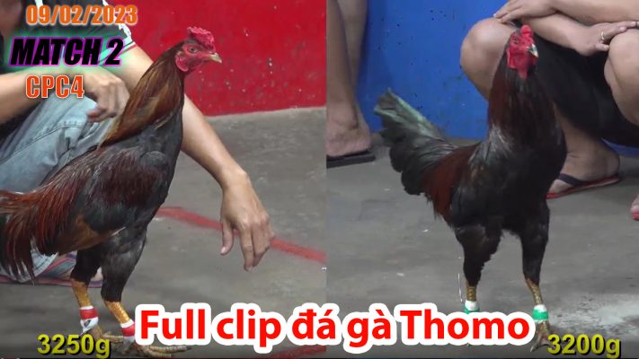 CPC4- TRẬN 2| đá gà Thomo | 09/02/2023