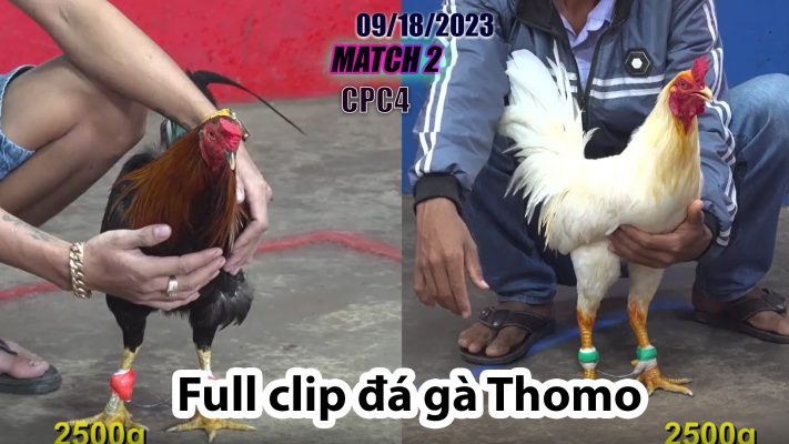 CPC4- TRẬN 2 | đá gà Thomo | 09/18/2023