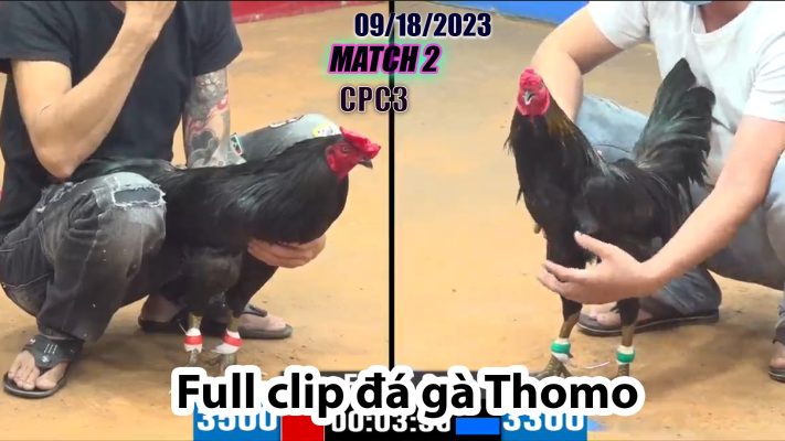 CPC3- TRẬN 2 | đá gà Thomo | 09/18/2023