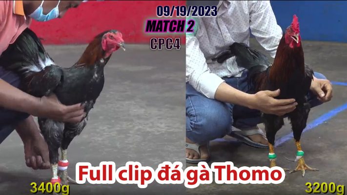 CPC4- TRẬN 2| đá gà Thomo | 09/19/2023