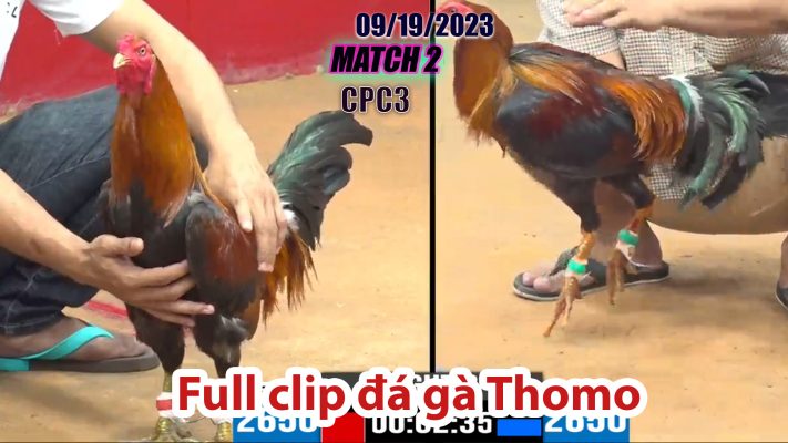 CPC3- TRẬN 2| đá gà Thomo | 09/19/2023