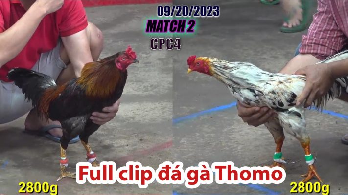 CPC4- TRẬN 2| đá gà Thomo | 09/20/2023