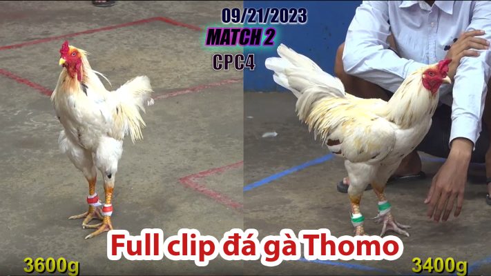 CPC4- TRẬN 2| đá gà Thomo | 09/21/2023