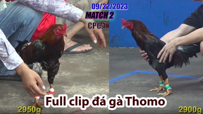 CPC4- TRẬN 2| đá gà Thomo | 09/22/2023