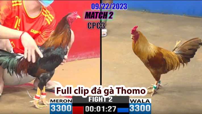 CPC3- TRẬN 2| đá gà Thomo | 09/22/2023