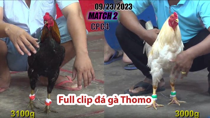 CPC4- TRẬN 2| đá gà Thomo | 09/23/2023