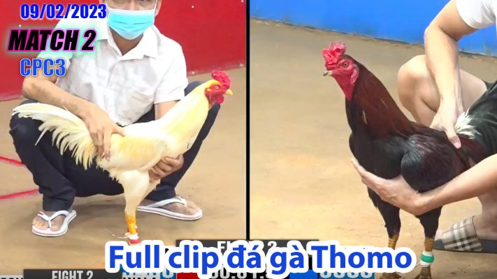 CPC3- TRẬN 2| đá gà Thomo | 09/02/2023