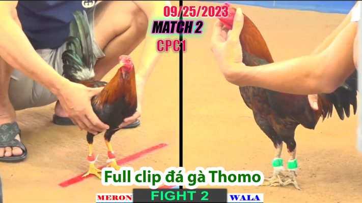 CPC1- TRẬN 2 | đá gà Thomo | 09/25/2023