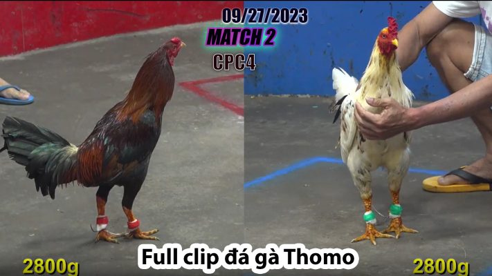 CPC4- TRẬN 2| đá gà Thomo | 09/27/2023