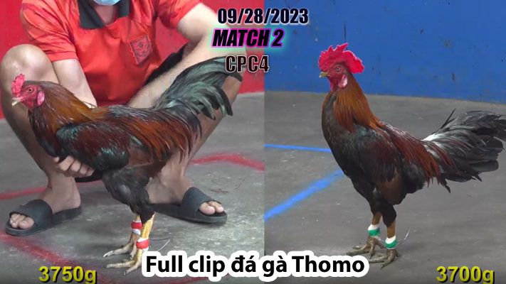 CPC4- TRẬN 2| đá gà Thomo | 09/28/2023