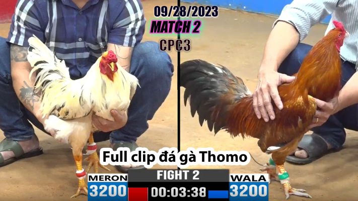 CPC3- TRẬN 2| đá gà Thomo | 09/28/2023