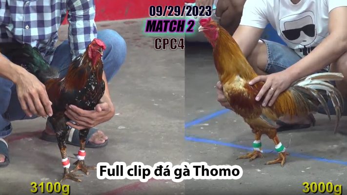 CPC4- TRẬN 2| đá gà Thomo | 09/29/2023