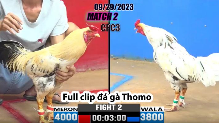 CPC3- TRẬN 2 | đá gà Thomo | 09/29/2023