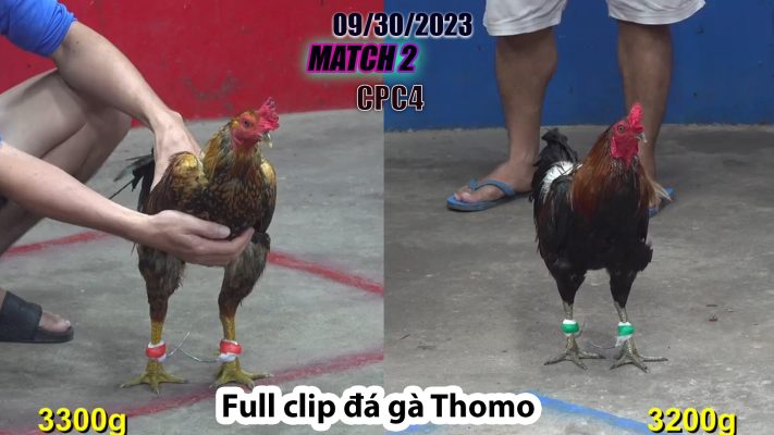 CPC4- TRẬN 2| đá gà Thomo | 09/30/2023