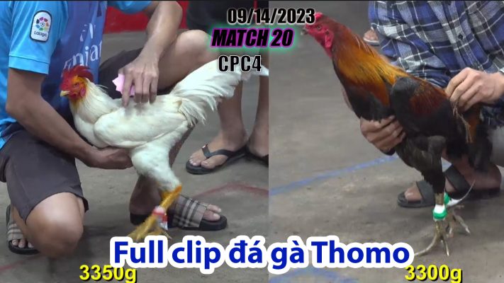 CPC4- TRẬN 20| đá gà Thomo | 09/14/2023