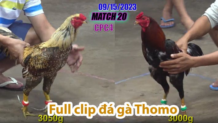 CPC4- TRẬN 20| đá gà Thomo | 09/15/2023