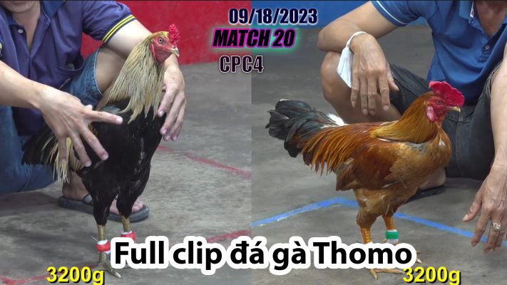 CPC4- TRẬN 20| đá gà Thomo | 09/18/2023