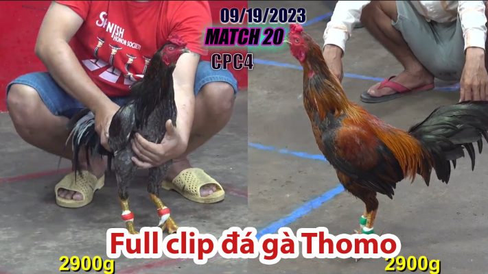 CPC4- TRẬN 20| đá gà Thomo | 09/19/2023