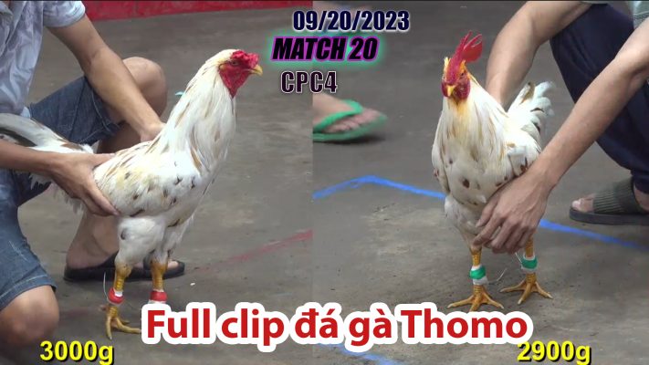 CPC4- TRẬN 20| đá gà Thomo | 09/20/2023