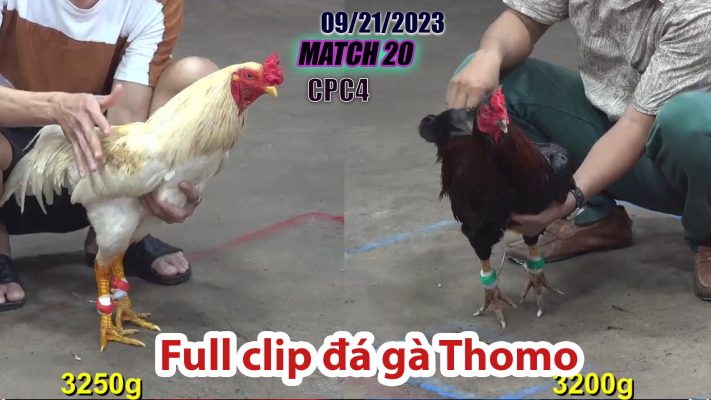 CPC4- TRẬN 20| đá gà Thomo | 09/21/2023