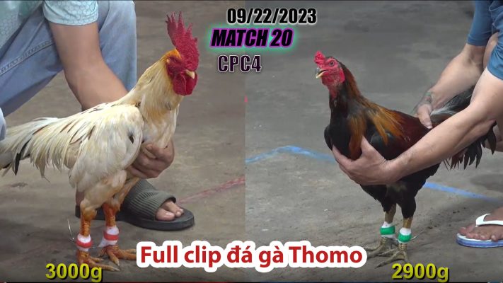 CPC4- TRẬN 20 | đá gà Thomo | 09/22/2023