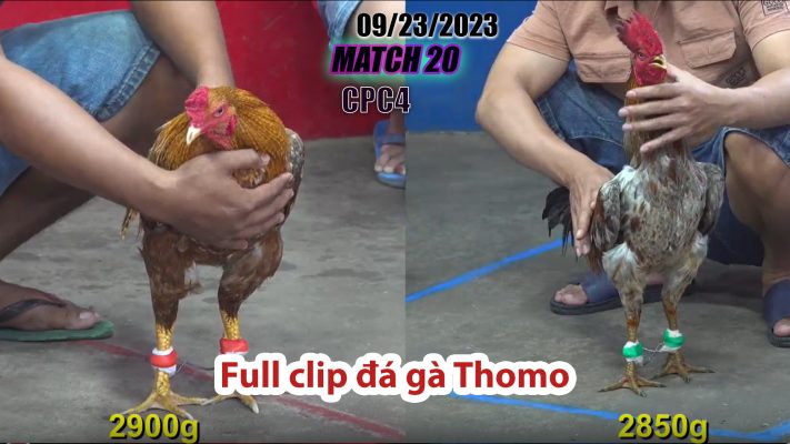 CPC4- TRẬN 20 | đá gà Thomo | 09/23/2023