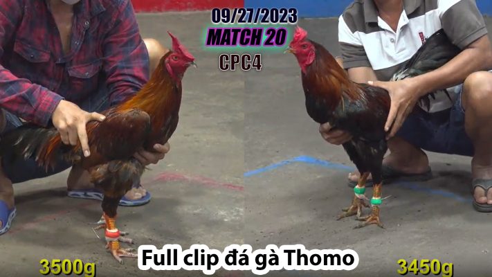 CPC4- TRẬN 20| đá gà Thomo | 09/27/2023