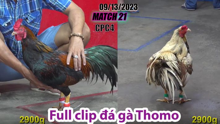 CPC4- TRẬN 21 | đá gà Thomo | 09/13/2023