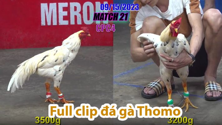 CPC4- TRẬN 21 | đá gà Thomo | 09/15/2023