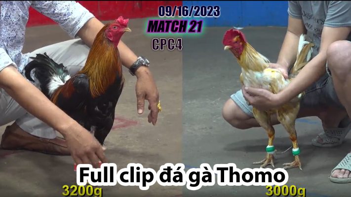 CPC4- TRẬN 21 | đá gà Thomo | 09/16/2023