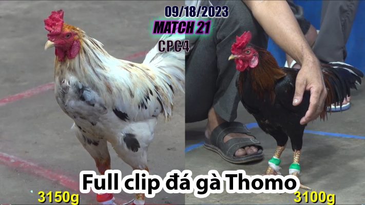 CPC4- TRẬN 21 | đá gà Thomo | 09/18/2023