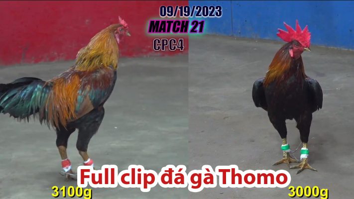 CPC4- TRẬN 21 | đá gà Thomo | 09/19/2023