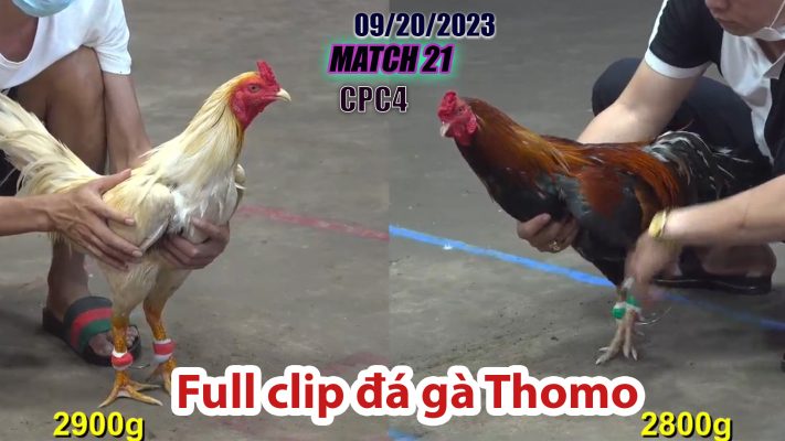 CPC4- TRẬN 21 | đá gà Thomo | 09/20/2023