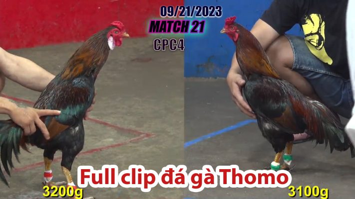 CPC4- TRẬN 21 | đá gà Thomo | 09/21/2023